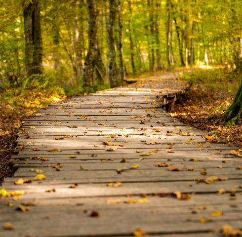 wald