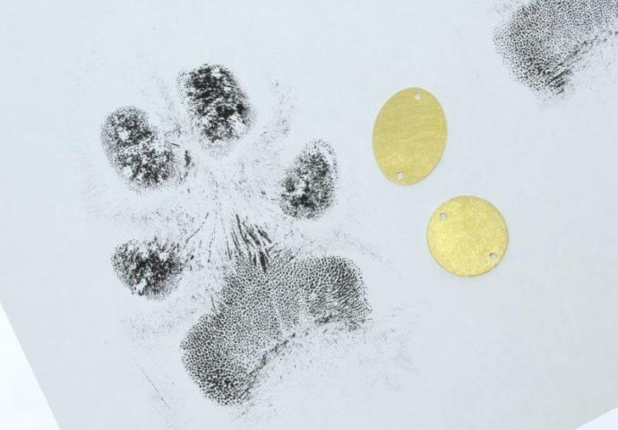 Hundeabdruck Pfote